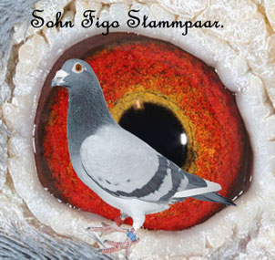 Sohn Stammpaar