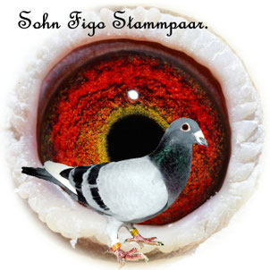 Sohn Stammpaar