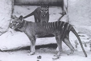 fiche animaux disparus tigre tasmanie loup tasmanian tiger wolf