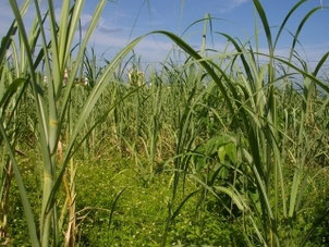 Sugar Cane by Robert Brenner  / pixelio.de