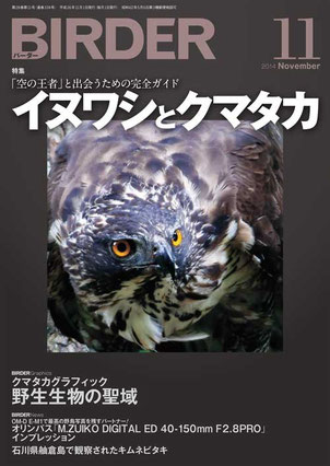 クマタカ原寸大細密画（イラスト画） - Wakao Bird Club - クマタカ