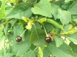 Frucht von Märzkirsche, Prunus incisa Kojou-no-mai