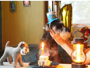 ミニチュアシュナウザーのお誕生日