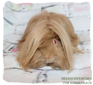 Magic Beige von den Busch-Babies