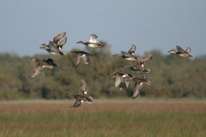 Canard chipeau (Mareca strepera)