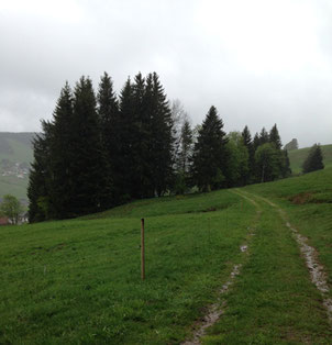 Le chemin (vers la chalet de Martin Heidegger : die Hütte)