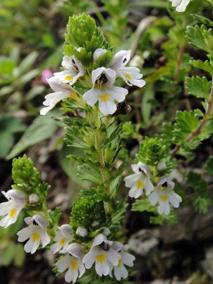 イブキコゴメグサ (伊吹小米草)