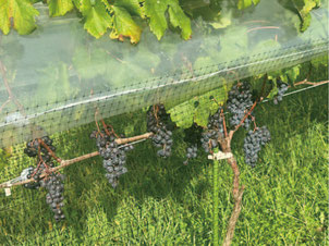 ぶどう（鶴岡）