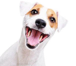 Reico Hundefutter aus dem Allgäu - Nassfutter für Hunde & Trockenfutter für Hunde