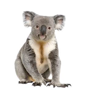 koala détouré illustration png