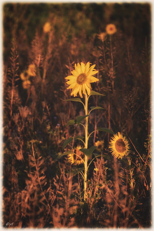 In Sonne eingetaucht