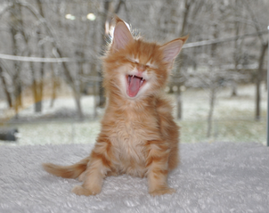 EuroCoons Maine Coon cats orange kitten