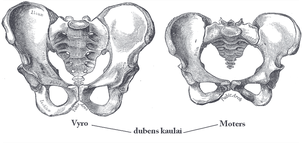 男女では骨盤の形が大きく変わります