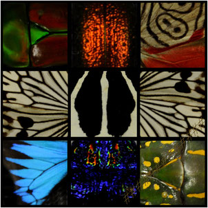 carapaces d'insectes et ailes de papillons