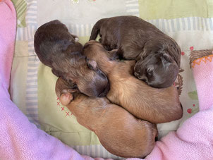 3 Hündinnen, 1 Rüde - 2 Wochen alt