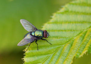 Fliege auf Blatt