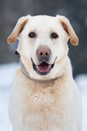 Theo, Rüde, geb. 11.23, Labrador-Mischling, weiß, 55 cm groß