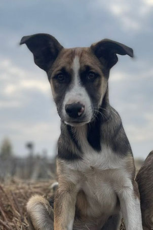 Romul, Rüde, geb. 04.25, Mischling, braun-weiß, wird ca 55 cm groß