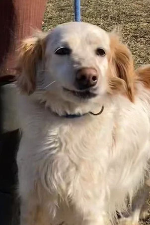 Kevin, Rüde, geb. 06.22, Spaniel-Mischling, braun-weiß, 46 cm groß