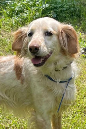 Kevin, Rüde, geb. 06.22, Spaniel-Mischling, braun-weiß, 46 cm groß