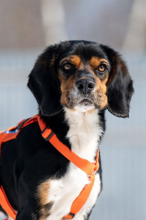 Charlie, Rüde, geb. 1.24, Spaniel-Beagle-Mix, tricolor, 40 cm groß, 11 kg