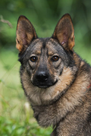 Kolt, Rüde, geb. 11.22, Mischling, grau-braun, 55 cm groß