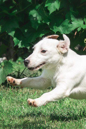 Klaus, Rüde, geb. 02.25, Jack Rassel Terrier, weiß-rot, 28 cm, 3,5 kg