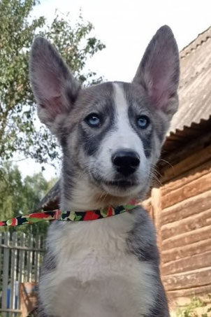 Frodo, Rüde, geb. 03.25, Husky-Mischling, grau-weiß, wird ca 55-57 cm groß