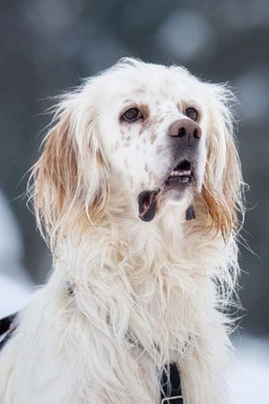 Martin, Rüde, geb. 3.24, English Setter, weiß, 53 cm groß