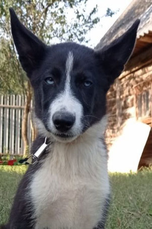 Levin, Rüde, geb. 03.25, Husky-Mischling, schwarz-weiß, wird ca 55-57 cm groß