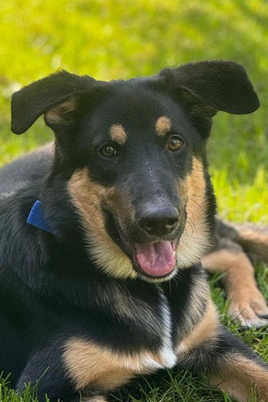 Nemo, Rüde, geb. 4.24, Schäferhund-Mischling, schwarz-braun, wird ca 55-57 cm groß