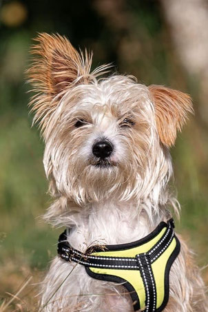 Prjanik, Rüde, geb. 10.24, Yorkshire Terrier-Mix, beige, 30 cm groß, ca 6,5 kg