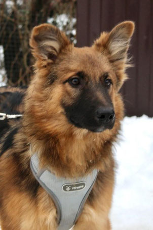 Timmy, Rüde, geb. 06.23, evtl. Schäferhund-Mischling, braun, wird vermutlich ca 55-60 cm groß