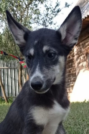 Demon (Patrik), Rüde, geb. 03.25, Husky-Mischling, schwarz-grau, wird ca 55-57 cm groß