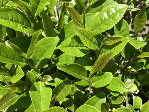 Zairaishu, traditional seed-grown tea plants