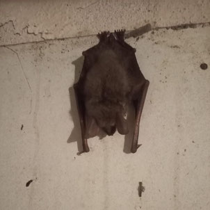 Fledermaus im Keller