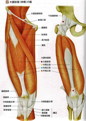 大腿前面の筋