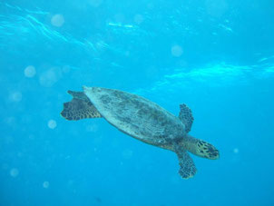 Seychelles tartarughe