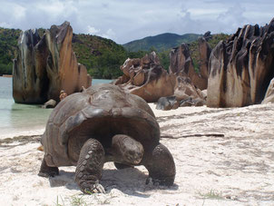 Seychelles, escursione isola Curiouse