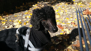 Monty in Montreux am Genfersee