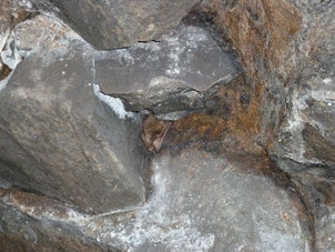 Braune Langohr-Fledermaus überwintert im Felsenkeller