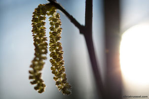 Close-up of inflorescences of hazel in the backlit in spring, Uster, Zurich, Switzerland.