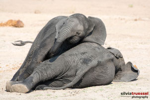 Young elephants playing and enjoying life at Chobe Riverfront, Botswana, Africa.