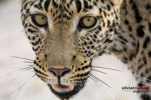 Close-up of a leopard, frontal face, Khwai River, Botswana, Africa.