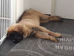 Skadi - Leonberger, ca.6 Monate