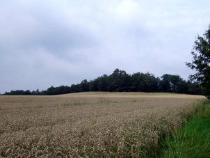 Der Krohnenberg bei Hauswalde