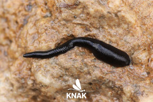 Pferdeegel Bildquelle: (Haemopis sanguisuga), (c) Johannes Tauber/NABU-naturgucker.de
