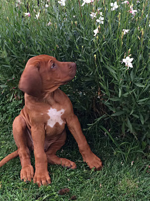 Welpenkurs, Hundetraining, Hundeschule, Butzbach, World of Dogs, Welpenstunde, Welpenschule, Hundeschule Butzbach