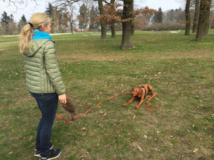 Hundeschule, Seminare, jagender Hund, Beschäftigung, Pia Gröning, positive Verstärkung, ohne Gewalt, Jagdersatztraining