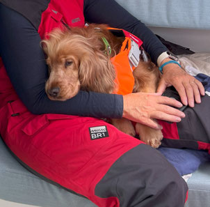 Cockerspaniel mit Schwimmweste liegt bei seinem Frauchen im Arm